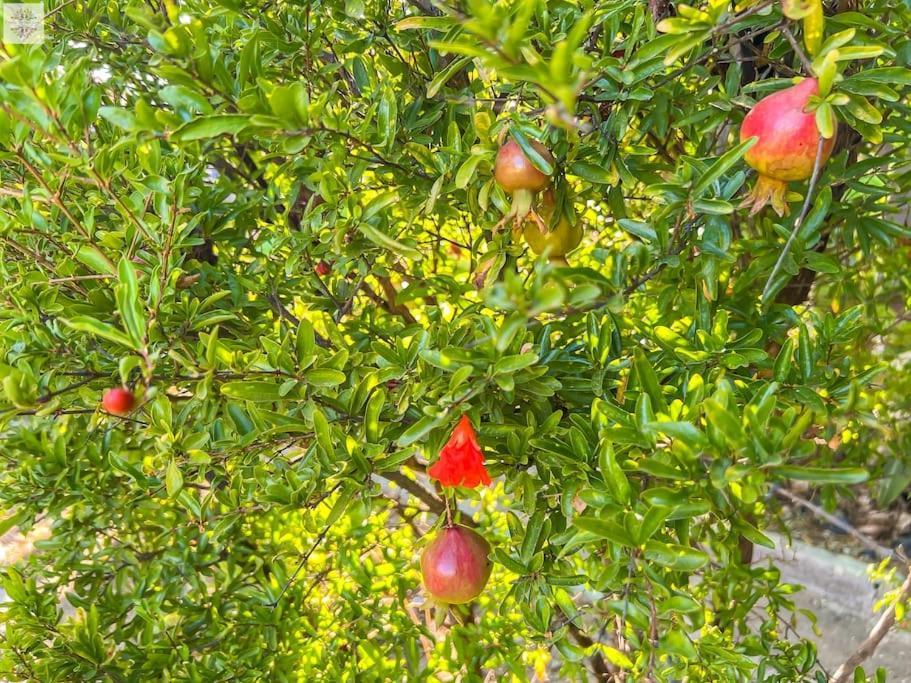 Finca Tierra Sana เอสเตโปนา ภายนอก รูปภาพ